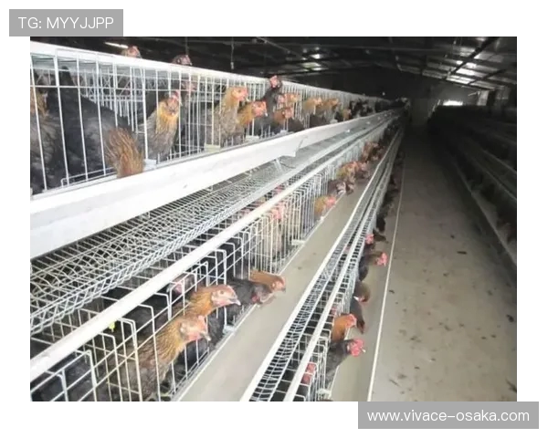 赶鸡入笼游戏中鸡笼拼装技巧与策略探究：提升游戏体验的关键步骤